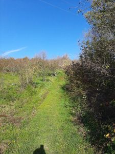 Sahibinden Sahibinden Satılık Fındık Bahçesi
