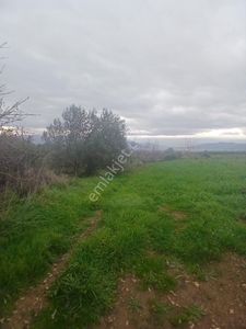 Kiraz Musluklar Mevkisinde 5.847m2 Tala Satılık