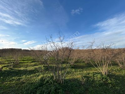 Karasu Resuller Köyü’nde 10.293 M² Verimli Fındık Bahçesi