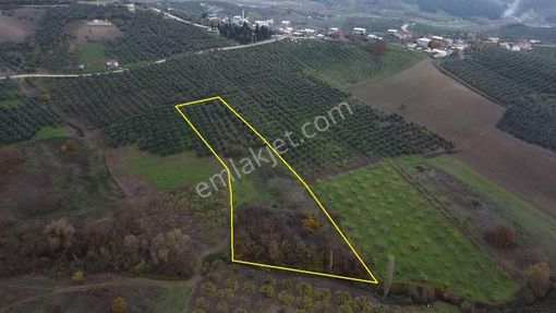 Tırpan Gayrimenkulden Köy Merkezine 200mt 10 Dönüm Arazi