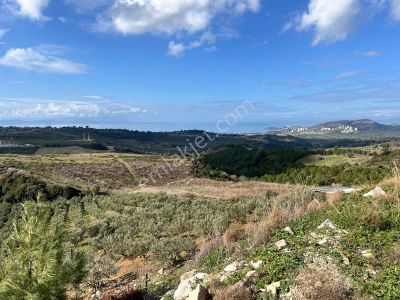 Yaylaköy'de 14 Dönüm Satılık Zeytinlik