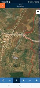 Milas Pınarcık'ta Köye Yakın Kelepir Zeytinlikler