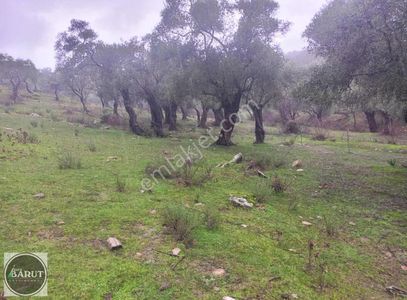 Milas'a 10 Dakika Mesafede Fırsat Zeytinlik