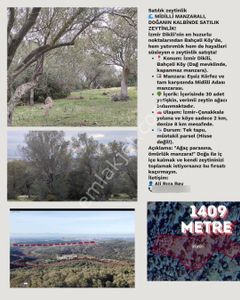 Sahibinden İzmir Dikili Bahçeliköyde Deniz Manzaralı 1.409 Metrekare Satılık Müstakil Tapulu Zeytinlik