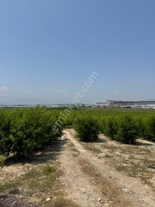 Kürkçü Köyü Sınırlarında İmar Planı İçerisinde Yatırımlık Satılık Arsa