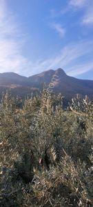 Sahibinden Zeytinlik Koye Yakin