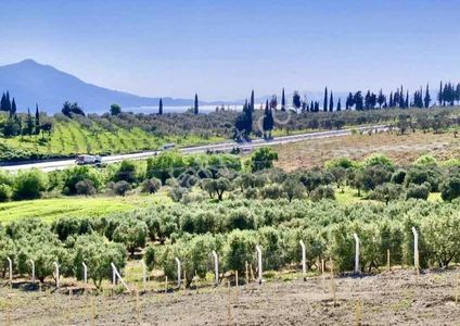 Kuşadası'nda Deniz Manzaralı 119 Zeytin Ağaçlı Yatırımlık Arazi