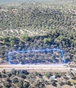 Ayvalık Gazikemalpaşa'da Satılık, Kanal Yolu Üstünde Zeytinlik