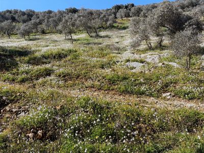 Torbalı Ahmetlide Çevreyoluna 4 Km 12 Dönüm Zeytinlik