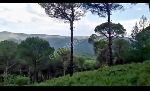 Sahibinden İzmir Bergama'da Muhteşem Kozak Yaylasında Fıstıklık Arsa
