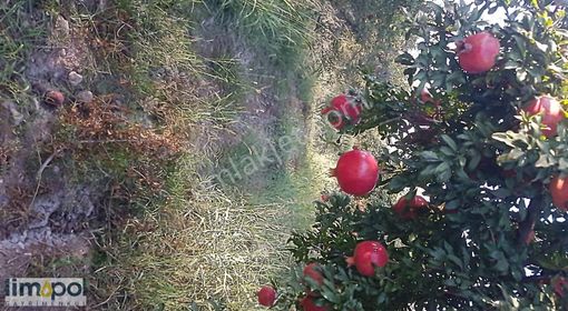 Limopol'den Saklıkent Yolu Üzeri 6.734 M² Satılık Tarla