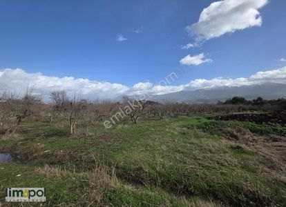 Limopolden Seydikemer Çamurköy Asfalta Sıfır Verimli Nar Bahçesi