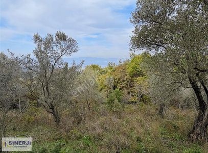 İznik Derbent Te Satılık Tek Tapu Göl Manzaralı 873 M2 Bağ