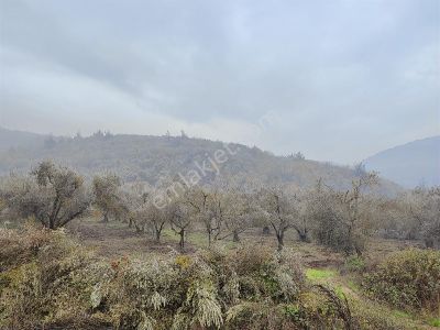 Remax Leon Kestel Çataltepe 'de Sanayiye Yakın Satılık Zeytinlik