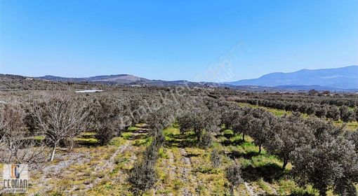 Balıkesir İzmir Yoluna 0 Konumda Satılık Zeytinlik