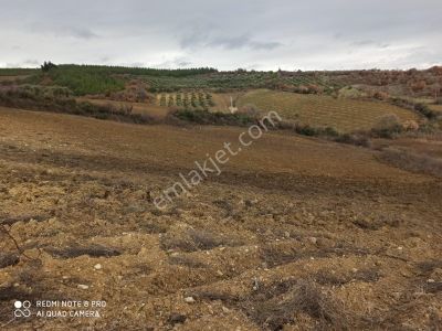 İstanbul 3 Saat Yatırımlık Zeytine Uygun