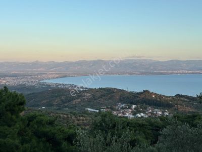 ⚠ Gfa Grup’tan Çamlıbelde Panoramik Deniz Manzaralı 19 Dönüm Zeytinlik⚠