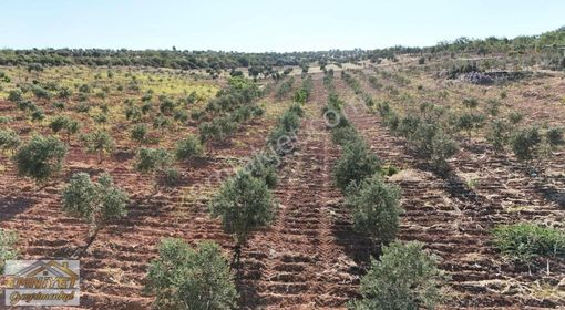 Satılık Kuru Kastel İlerisinde Zeytinlik 9450m2 Bağ Evlik
