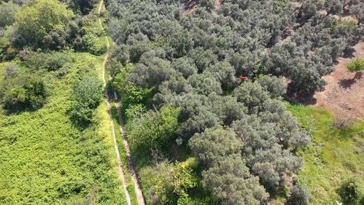 Balıkesir Bandırma Sahil Yenice Mah. 962 M2 Satılık Zeytinlik Deniz Manzaralı Merkeze Yakın