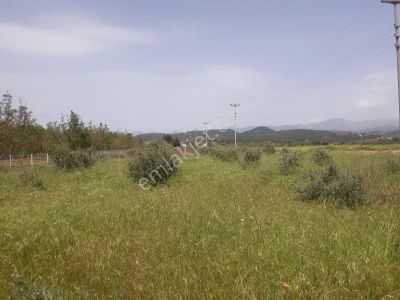 Muğla Yatağan Bahçeyaka'da Satılık Tarla-zeytinlik-bahçe