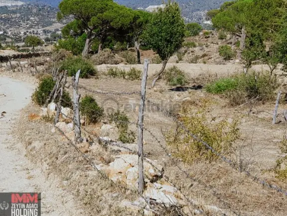 Sahibinden 11.118 M2 Kadostrol Yol, Su Ve Elektrik Var 2