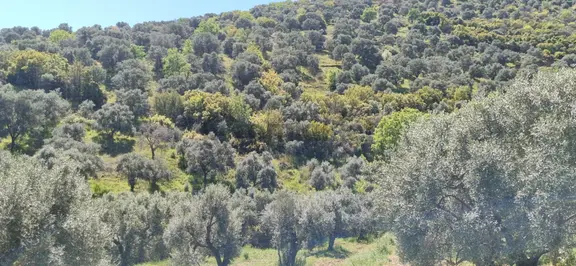 Aydın Nazilli Yöntem Emlaktan Bozdoğan Kavaklı Mahallesinde Satılık Zeytinlik 2