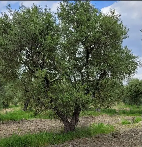 Sahibinden Köy Civarı Zeytinlik 2