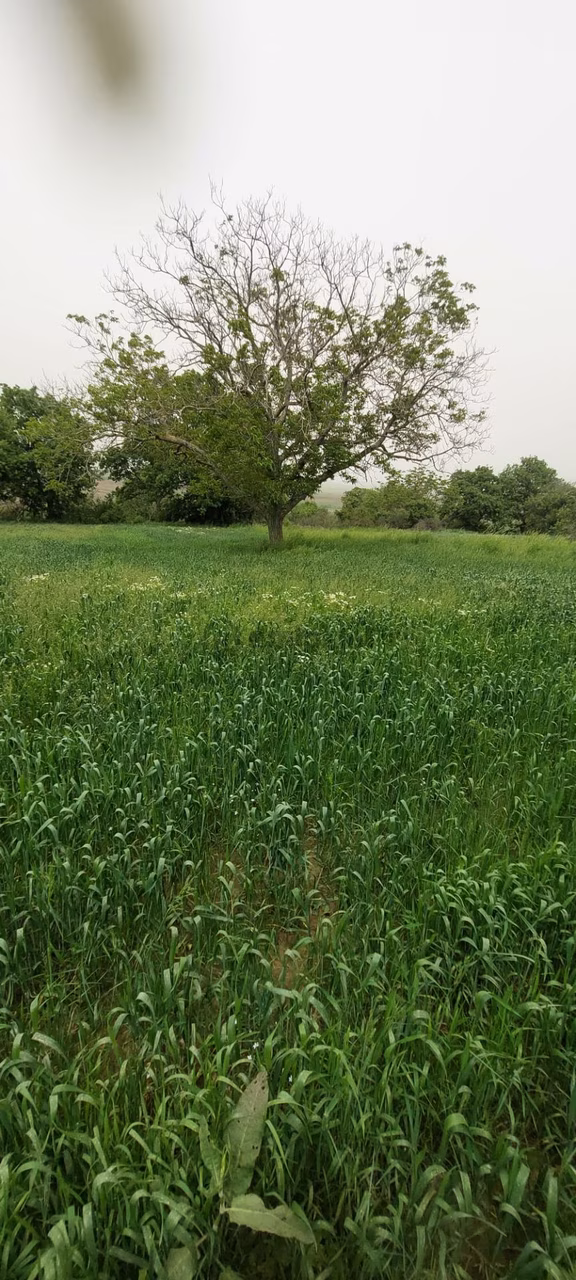 Hicret Emlaktan Tekirdağ Malkara Yaylagone Mah Satılık Tarla 2