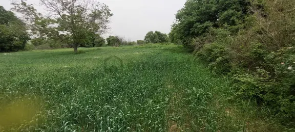 Hicret Emlaktan Tekirdağ Malkara Yaylagone Mah Satılık Tarla 1