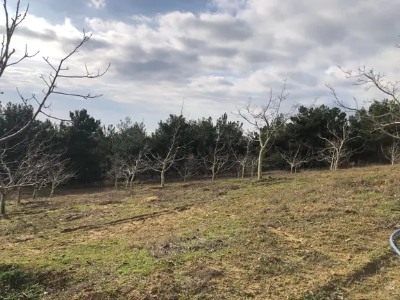 Şarköy De Işık Emlaktan Çenğelli Mah De 6900 M2 Cevizlik 2