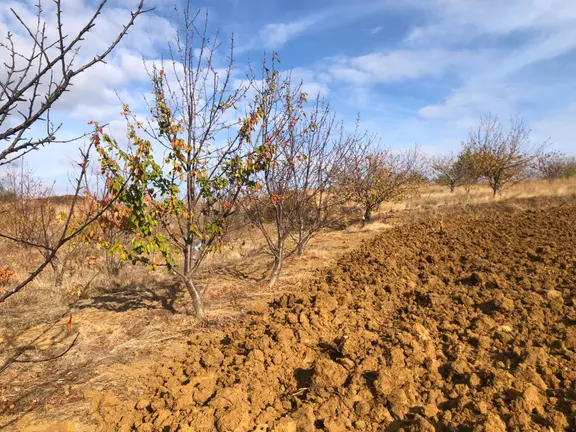Şarköy De Işık Emlaktan Çınarlı Mah De 2750 M2 Kirazlık 1