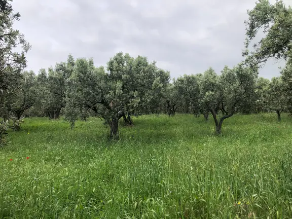 Şarköyde Işık Emlaktan Eriklice Mah De 2668 M2 Zeytinlik 1