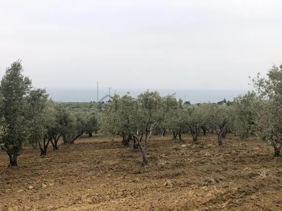 Şarköyde Işık Emlaktan Eriklice Mah De 23169 M2 M2 Zeytinlik 1