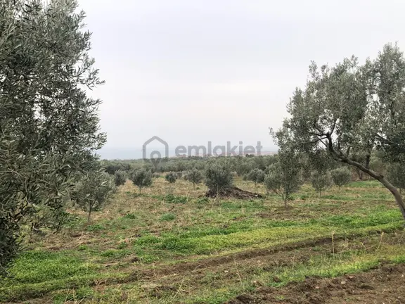 Şarköyde Işık Emlaktan Eriklice Mah De 23169 M2 M2 Zeytinlik 2
