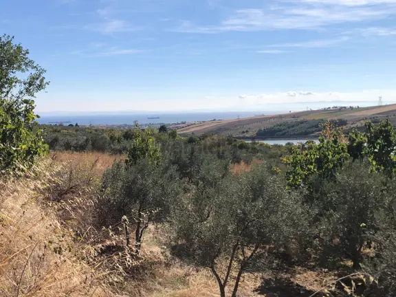 Şarköyde Işık Emlaktan Camikebir Mah De 19260 M2 Zeytinlik 2