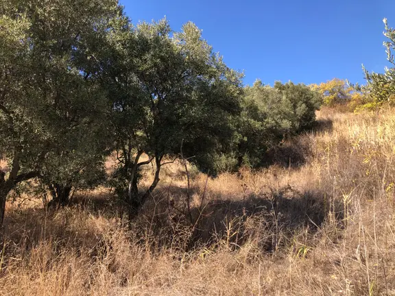 Şarköyde Işık Emlaktan Tepeköy Mah De 593 M2 Zeytinlik 1
