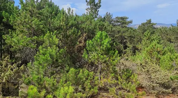 Nallıhan Tekke Yola Cephe Yeşilikler İçinde Araç Takas Açık 2