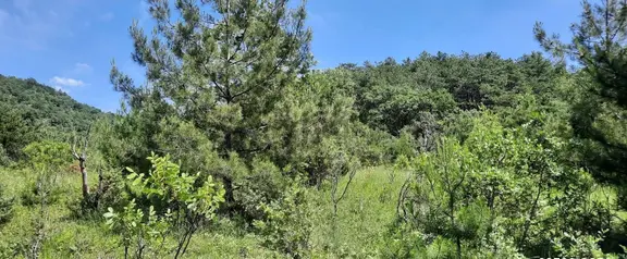 Bilecik İnhisar Tozman Da Yatırımlık Fırsat! Satılık Saklı Bahçe 2