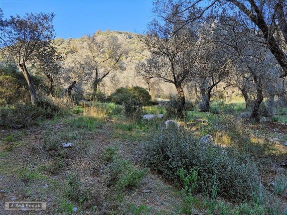 Dalaman Şerefler'de 2205 M² Satılık Arazi - Koylare Yakın 2