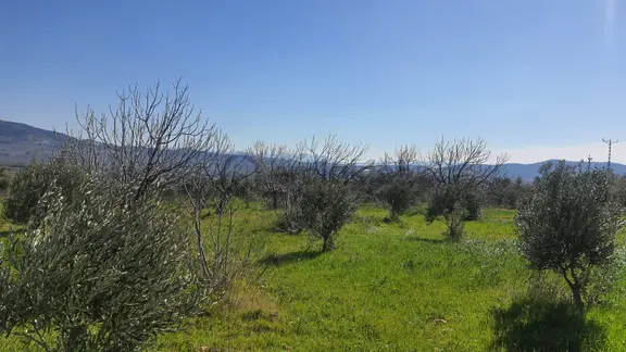 Torbalı Saipler'de Satılık Yatırımlık Verimli Zeytinlik 1
