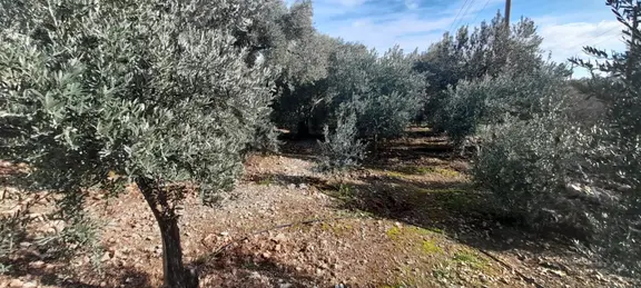 Rwden Söke Atburgazı Mah.de 236 M² Konut İmarlı Arsa 1