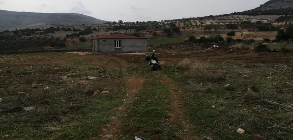 Uyaran79gayrimenkulden İçinde 2+1 Evi Olan 250 Fidanlı Zeytinlik 1