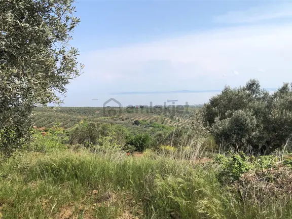 Şarköyde Işık Emlaktan İğdebağları Mah De 15000 M2 Zeytinlik 1