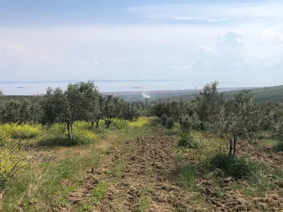 Şarköyde Işık Emlaktan İğdebağları Mah De 22700 M2 M2 Zeytinlik 2