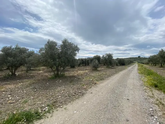 Manisa Akhisarda Efem Gayrimenkulden Hamidiye Mh 24 Dönüm Satılık Zeytinlik !!!! 1