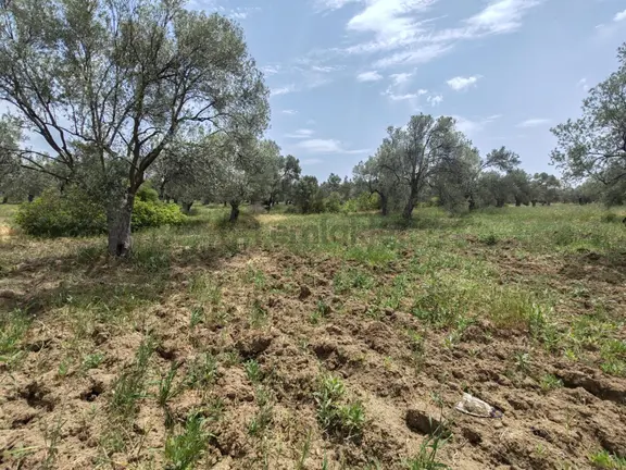 ▀▄artı'dan Pelitköy'de Kadastro Yollu Satılık 9223 M2 Zeytinlik ▀▄ 2