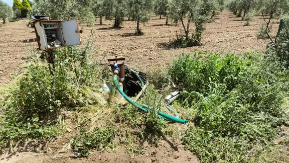 Dayıoğlu Mah 10 Dönüm Elektrik Su Mevcut Zeytinlik (emin'den) 1