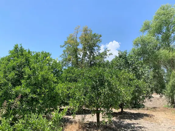 Köyceğiz De Göle Yakın 2650 M2 Tarla Satılık 2
