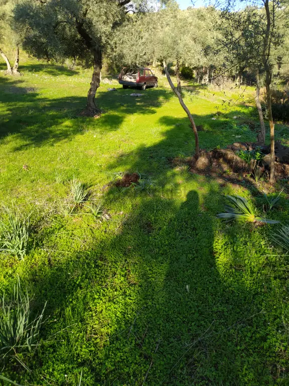 Muğla Milas Bafa Köyünde Satılık 3 Dönüm 222 Metrekare Zeytinlik 2