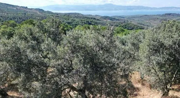 Çanakkale/biga'da Kelepir Göl Manzaralı Müstakil Tapulu Tarla